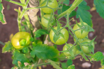 Green tomatoes hang in a bunch and ripen in a greenhouse