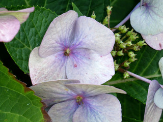 purple flower in the garden