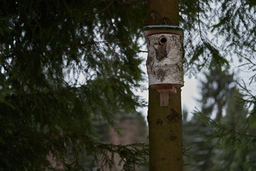 Bird house mounted on a spruce tree in the forest. A simple bird house made of birch wood.