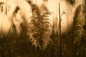 ears of wheat in golden light
