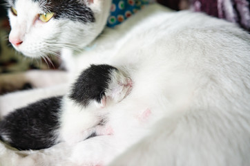 Kittens that feed from mother