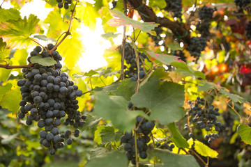 Grape Vines in Italy