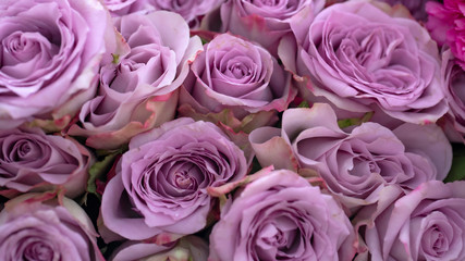 composizione solo di rose viola e lilla
