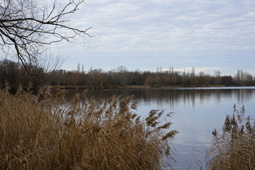 Stimmungsvolle Wasserlandschaft mit Schilf und Wald