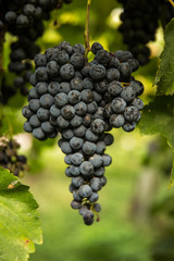 Grape Vines in Italy