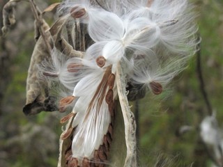 Closeup of bursting milkweed seed pods