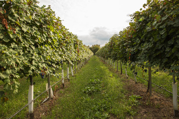 Grape Vines in Italy