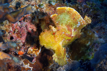 Fototapeta na wymiar Colorful leaf scorpionfish hidden among the corals waiting for its prey. Underwater photography, Philippines.