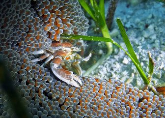 Anemone crab hiding in its anemone and waiting for its prey. Underwater photography, Philippines.