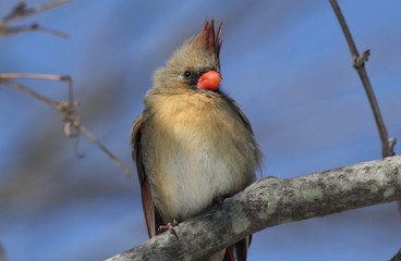 female cardinal bird on branch