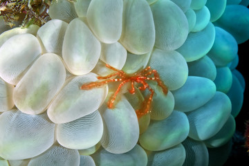 Orangutan crab in bubble corals waiting for its prey. Underwater photography, Philippines. © Alexei Alekhin