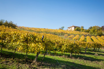 Fototapeta na wymiar Grape Vines in Italy