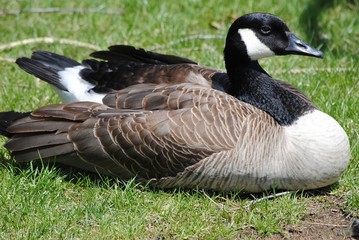 oiseau