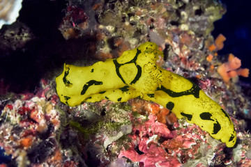 Yellow nudibranch (Notodoris minor) crawling on the coral reef. Underwater macro photography, Philippines.