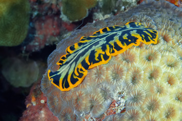 Obraz na płótnie Canvas A flatworm with orange border crawls over the hard coral. Underwater photography, Philippines.