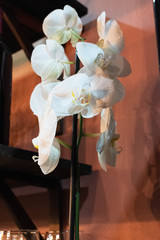 flor orquidea blanca con tonos naranjas