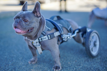 special needs Fench bulldag