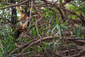 The Serere of la Pampas, Bolivia
