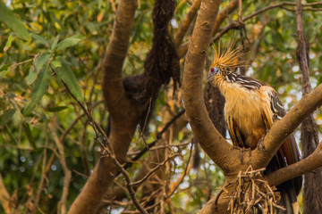 The Serere of la Pampas, Bolivia