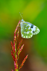 Closeup beautiful butterfly sitting on the flower.