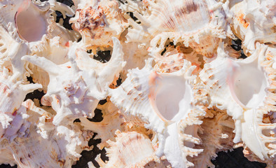 Sea shells background. lots of  sea shells piled together
