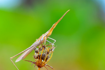 Beautiful Grasshopper macro in green nature - Stock Image
