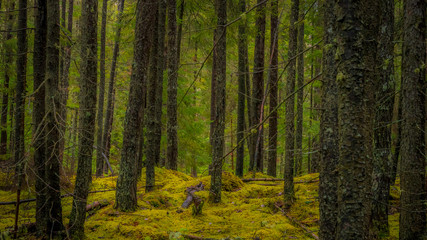 Green forest undergrowth on a rainy day, Quebec, Canada