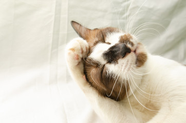 Cute cat on a white background