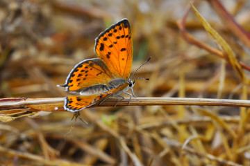 Obraz premium Closeup beautiful butterfly sitting on the flower.