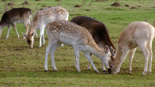 Fallow deer feeding on sugar beet in country house parkland.