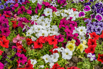 Colourful Petunia axillaris flowers in a spring garden, white, red and pink fresh flowers in a garden in a sunny spring day