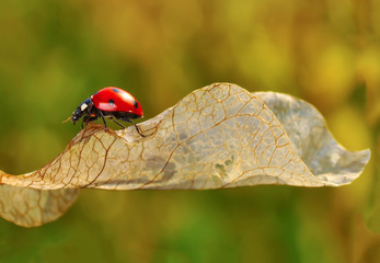 Beautiful ladybug on leaf defocused background