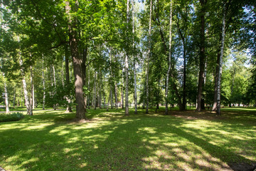 Enchanting forest in the back of Ostankino park
