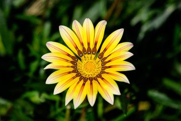 Close up of one yellow gazania flower with blurry background, in soft focus, in a garden in a sunny summer day