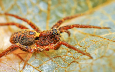Beautiful spider on a spider web- Stock Image  