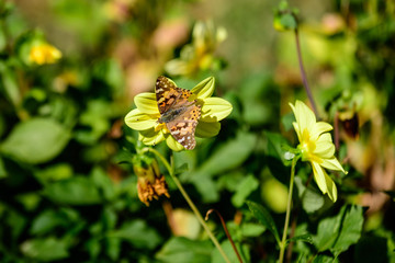 Delicate orange and brown butterfly on a small yellow dahlia flower in full bloom on blurred background, photographed with soft focus in a garden in a sunny summer day