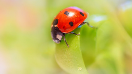 A red ladybug with black spots sits on green leaves behind a dripping wet glass. Macrophotography. Macro. Life of insects. Beatle.