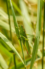 big green long horned grasshopper on grass blade