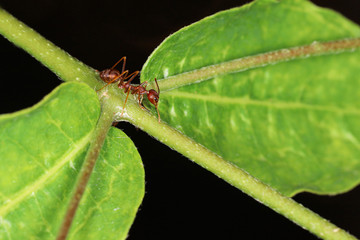 Close up red ant on green laef in nature at thailand