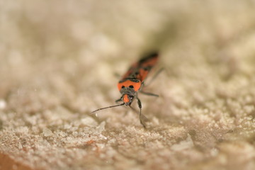 insect, snow, macro, winter, summer, ice, eyes, redbug wingless, snow, nature, winter, summer, ice, eyes, redbug wingless