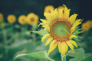 Beautiful sunflower.