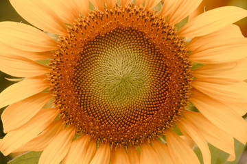 Beautiful sunflower.