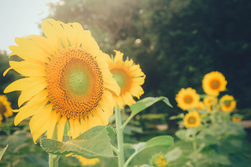 Fototapeta na wymiar Beautiful sunflower.