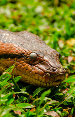 anaconda close up