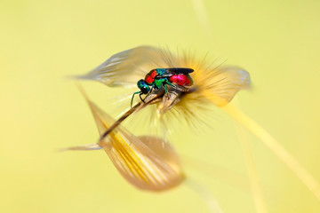 Macro shot of a fly 
