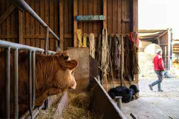 Junger Bulle am Futtertrog