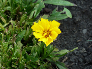 Blooming yellow flower