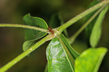 Close up red ant on green laef in nature at thailand