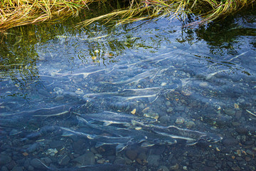 Salmon Spawning
