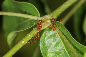 Close up group red ant on green laef in nature at thailand